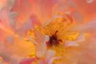 USA, Washington State, Seabeck. Peony flower close-up. Art Print